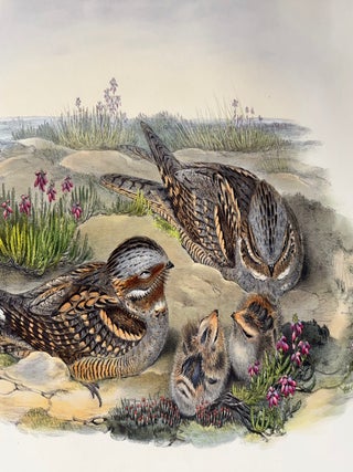 Item #2376 Print from "The Birds of Great Britain", Caprimulgus Europaeus, Nightjar or...