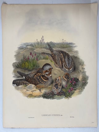 Print from "The Birds of Great Britain", Caprimulgus Europaeus, Nightjar or Goatsucker