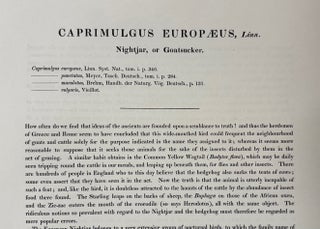 Print from "The Birds of Great Britain", Caprimulgus Europaeus, Nightjar or Goatsucker