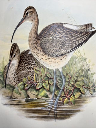 Item #2378 Print from "The Birds of Great Britain", Numenius Phaeopus, Whimbrel. J. Gould, H C....