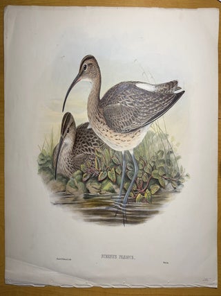 Print from "The Birds of Great Britain", Numenius Phaeopus, Whimbrel