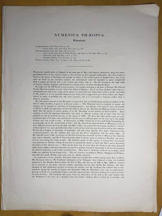 Print from "The Birds of Great Britain", Numenius Phaeopus, Whimbrel