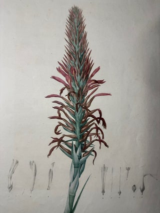 Item #2379 Pitcairnia Latifolia Pitcairnie à large feuille. Pl. 74. Pierre-Joseph Redouté