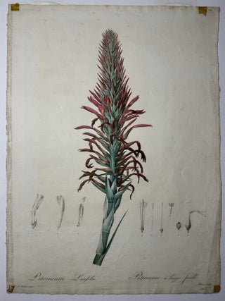 Pitcairnia Latifolia Pitcairnie à large feuille. Pl. 74.