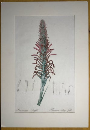 Pitcairnia Latifolia Pitcairnie à large feuille. Pl. 74.