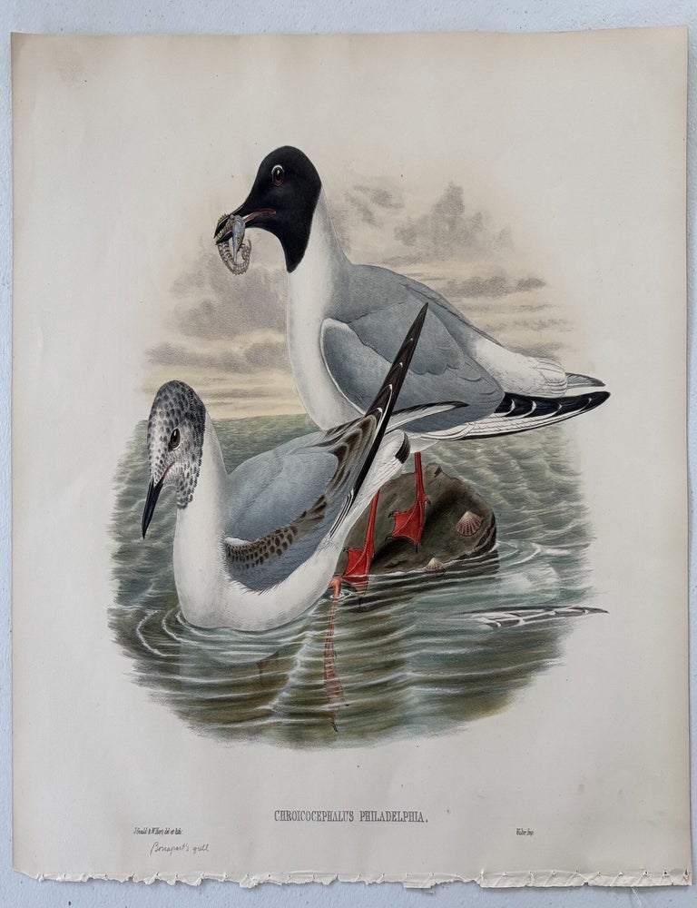 Item #2651 Chroicocephalus Philadelphia--Bonaparte's Gull from Birds of Great Britain. John Gould, William Matthew Hart.