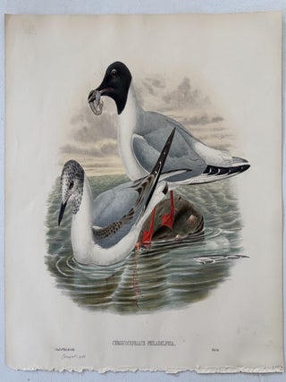 Chroicocephalus Philadelphia--Bonaparte's Gull from Birds of Great Britain. John Gould, William Matthew.