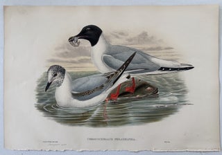 Item #2651 Chroicocephalus Philadelphia--Bonaparte's Gull from Birds of Great Britain. John...