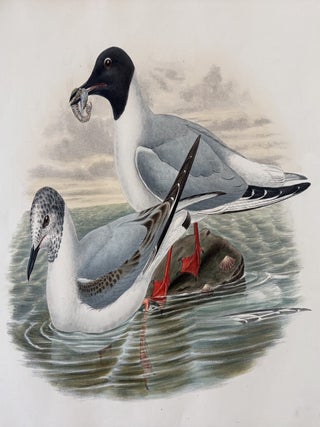 Chroicocephalus Philadelphia--Bonaparte's Gull from Birds of Great Britain