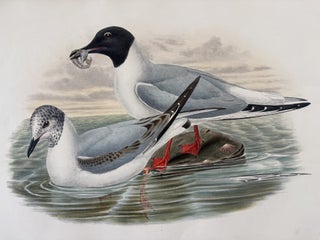 Chroicocephalus Philadelphia--Bonaparte's Gull from Birds of Great Britain