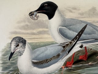 Chroicocephalus Philadelphia--Bonaparte's Gull from Birds of Great Britain