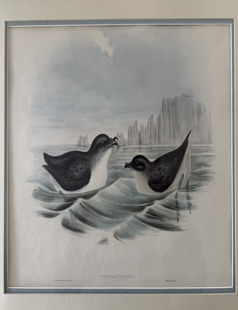 Item #2652 Puffinuria Urinatrix--Diving Petrel Print from John Gould's Birds of Australia. John Gould, Elizabeth Gould, H C. Richter.