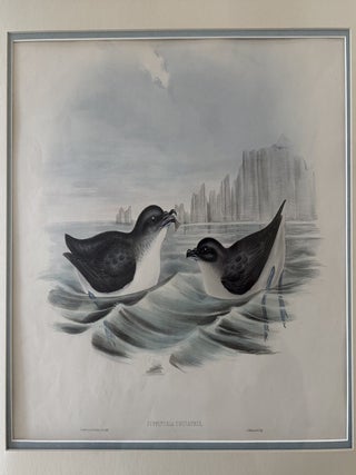 Item #2652 Puffinuria Urinatrix--Diving Petrel Print from John Gould's Birds of Australia....