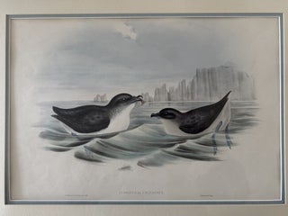 Item #2652 Puffinuria Urinatrix--Diving Petrel Print from John Gould's Birds of Australia....