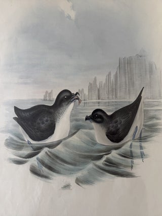 Puffinuria Urinatrix--Diving Petrel Print from John Gould's Birds of Australia