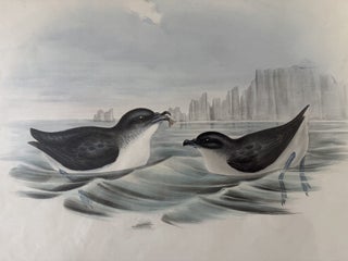 Puffinuria Urinatrix--Diving Petrel Print from John Gould's Birds of Australia