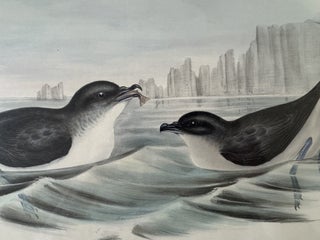 Puffinuria Urinatrix--Diving Petrel Print from John Gould's Birds of Australia