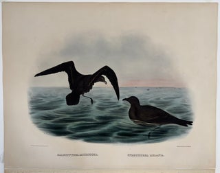 Item #2673 Halocyptena Microsoma (Cuneate-tail Petrel) and Cymochorea Melania (Bonaparte's...