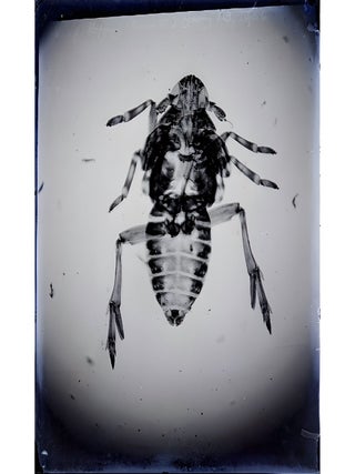 Science] American Postal Microscopial Club Collection of Glass Plate Photographs--1905 (31 plates...